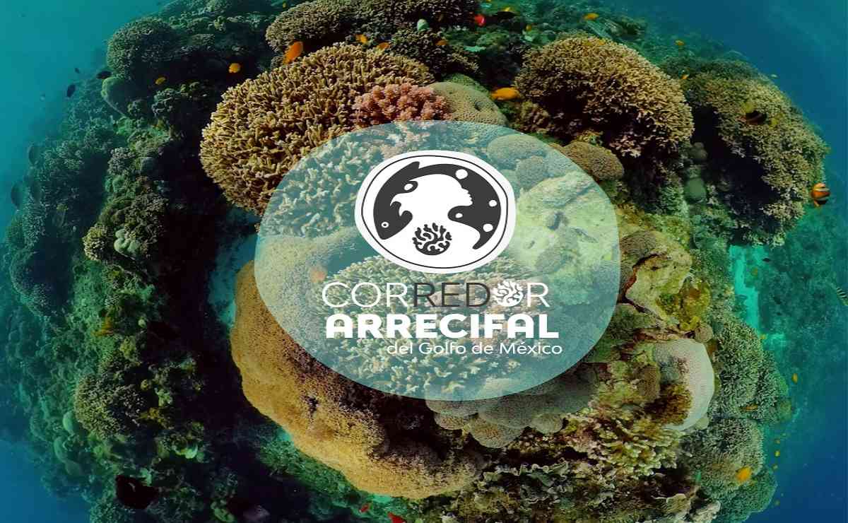 Arrecifes del Golfo: Campaña por la conservación biocultural y ambiental